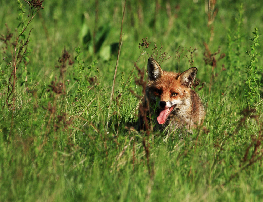 Fuchs  beim Abendmal....