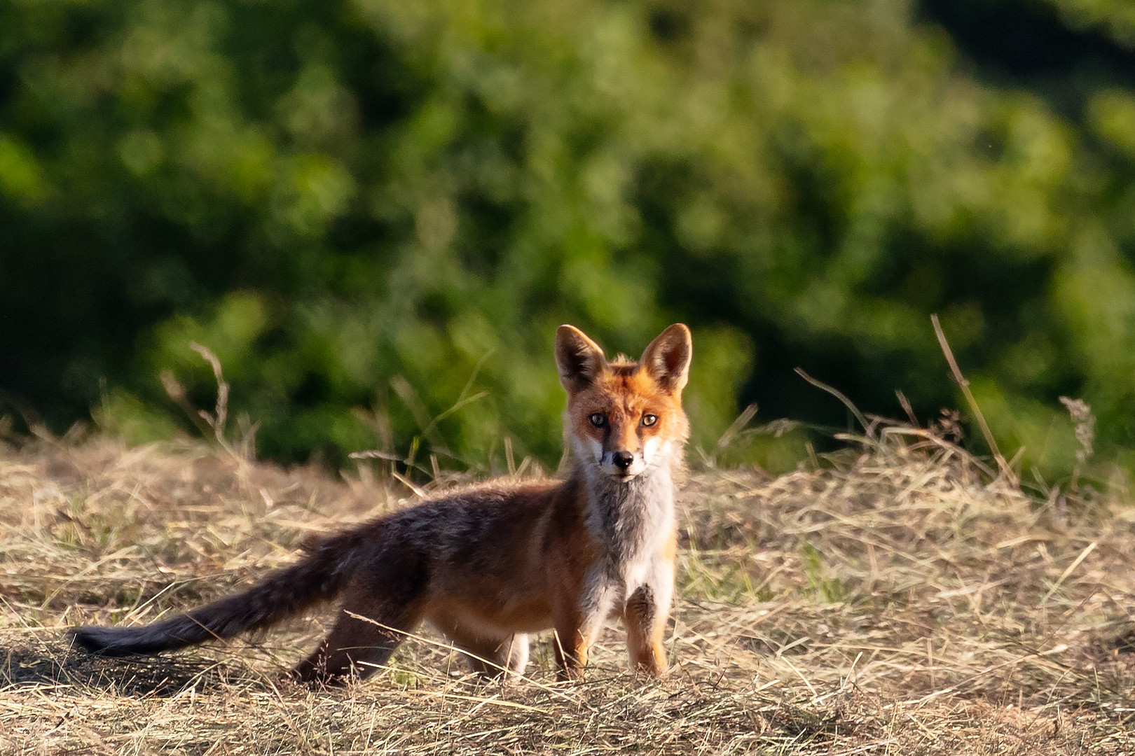 Fuchs beim Abendspaziergang