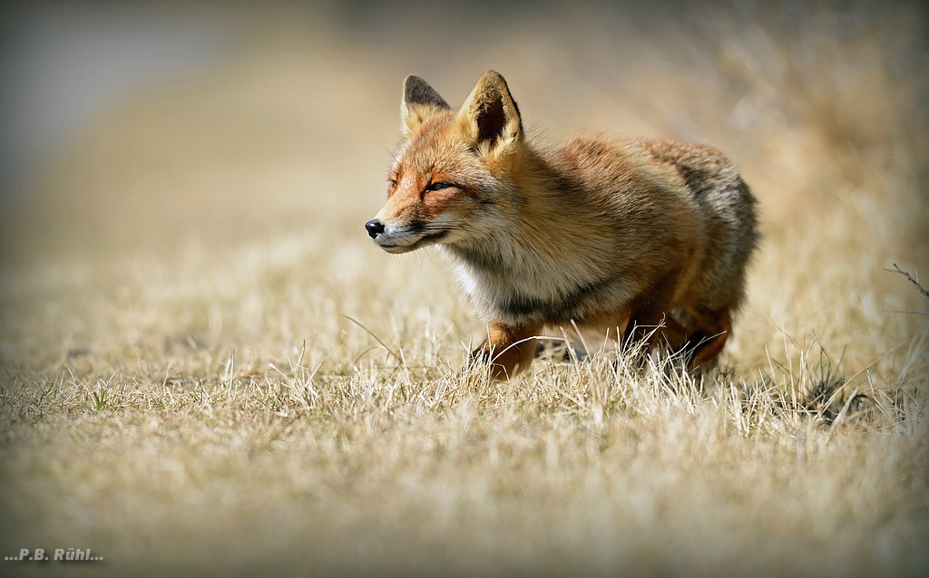 Fuchs beim anschleichen