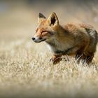 Fuchs beim anschleichen