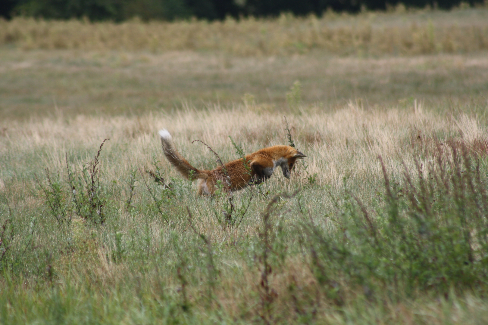 Fuchs beim Beutefang