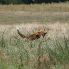 Fuchs beim Beutefang