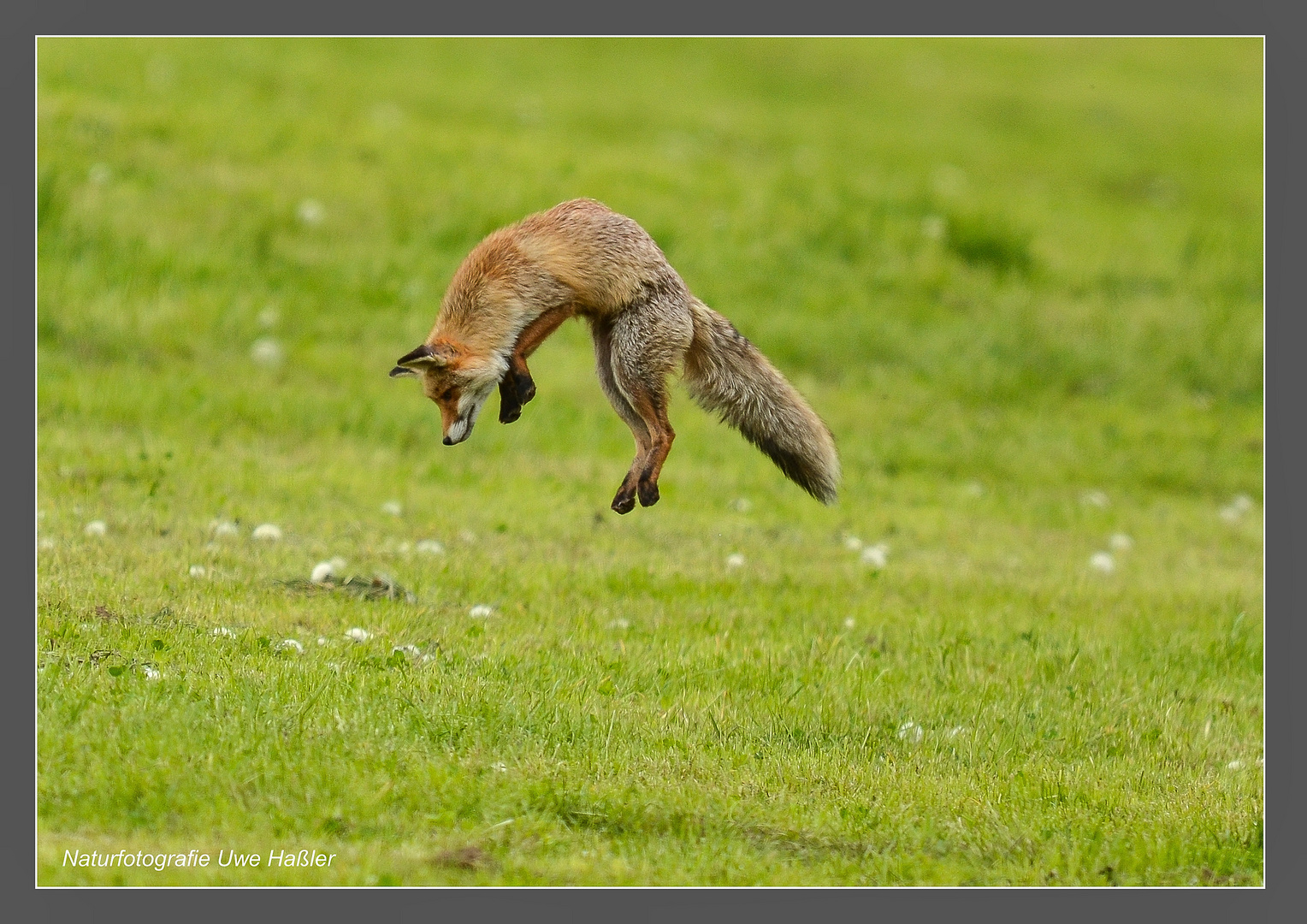 Fuchs beim Beutesprung - Flughöhe jetzt 1,50 Meter