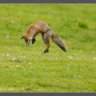 Fuchs beim Beutesprung - Flughöhe jetzt 1,50 Meter