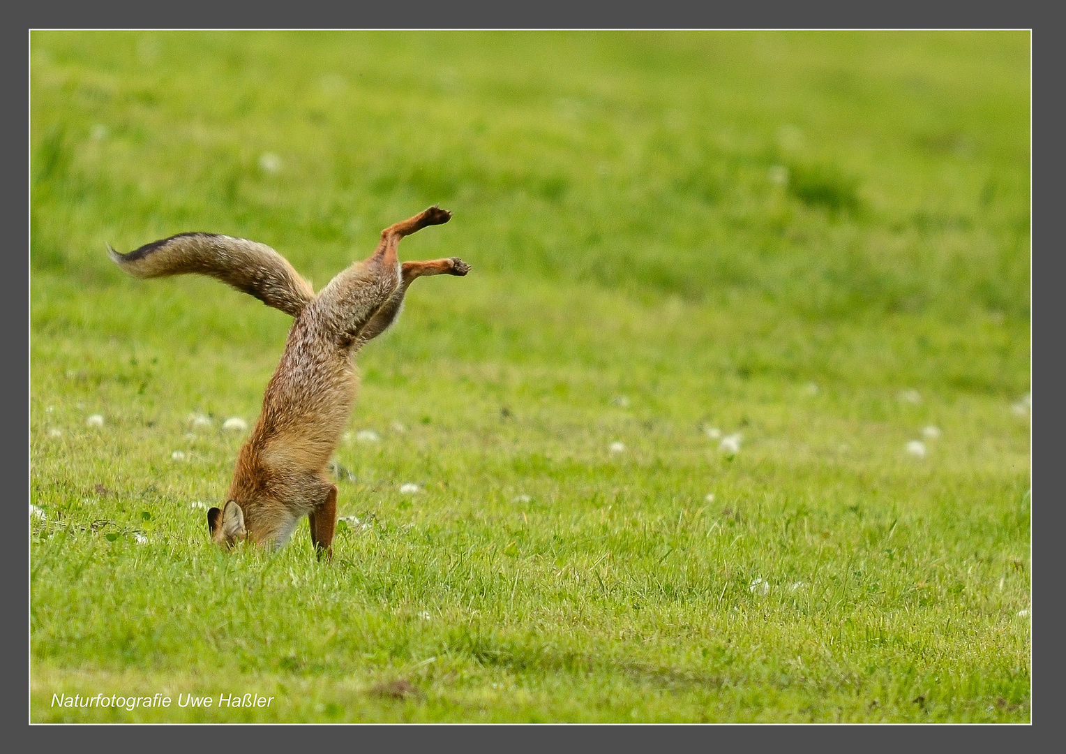 Fuchs beim Beutesprung - zielgenaue Landung