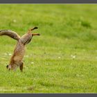 Fuchs beim Beutesprung - zielgenaue Landung