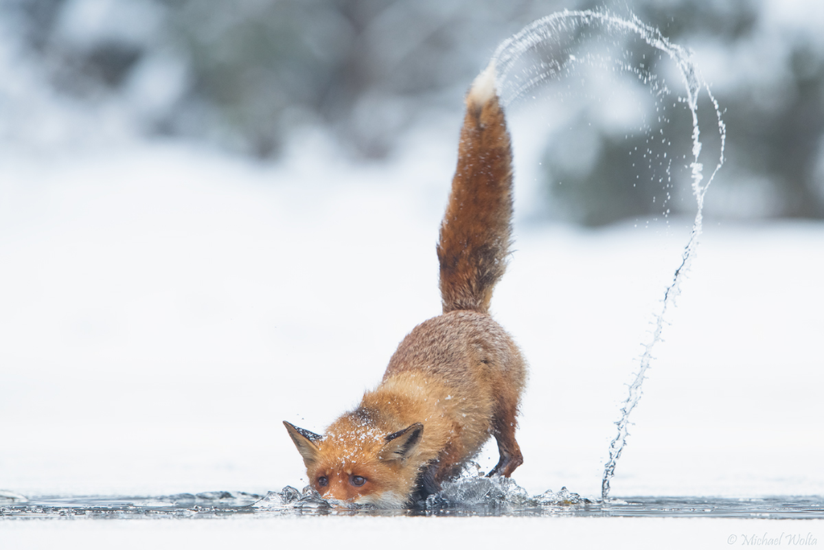 Fuchs beim Fischen