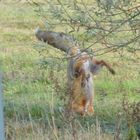 Fuchs beim Kopfstand