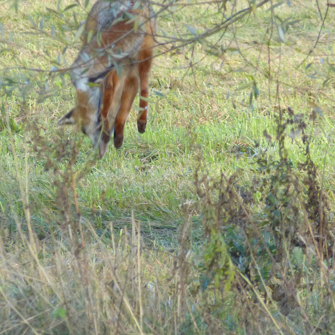 Fuchs beim Luftsprung