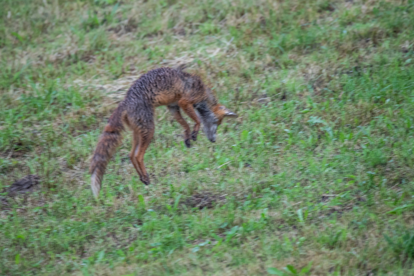 Fuchs beim Mäusesprung  / 2