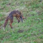 Fuchs beim Mäusesprung  / 2