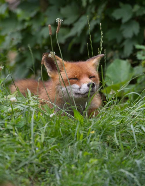 Fuchs beim Mittagsschlaf