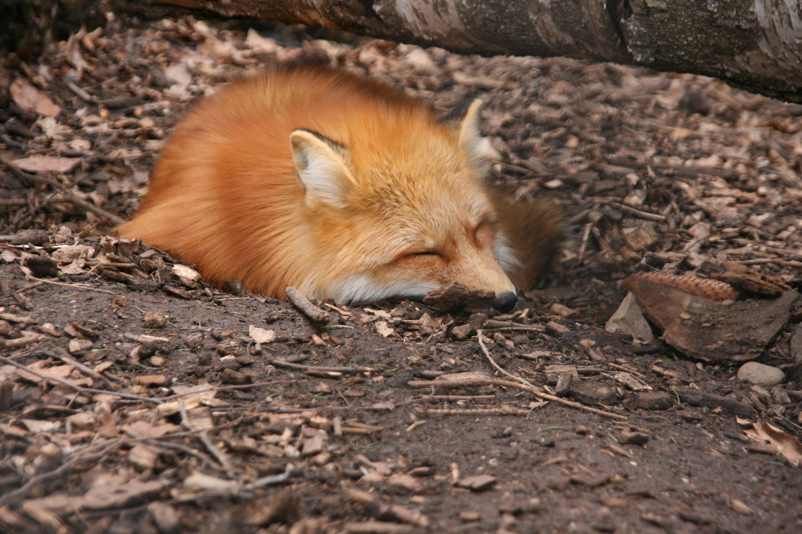 Fuchs beim schlafen