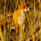 Fuchs beim schlendern 