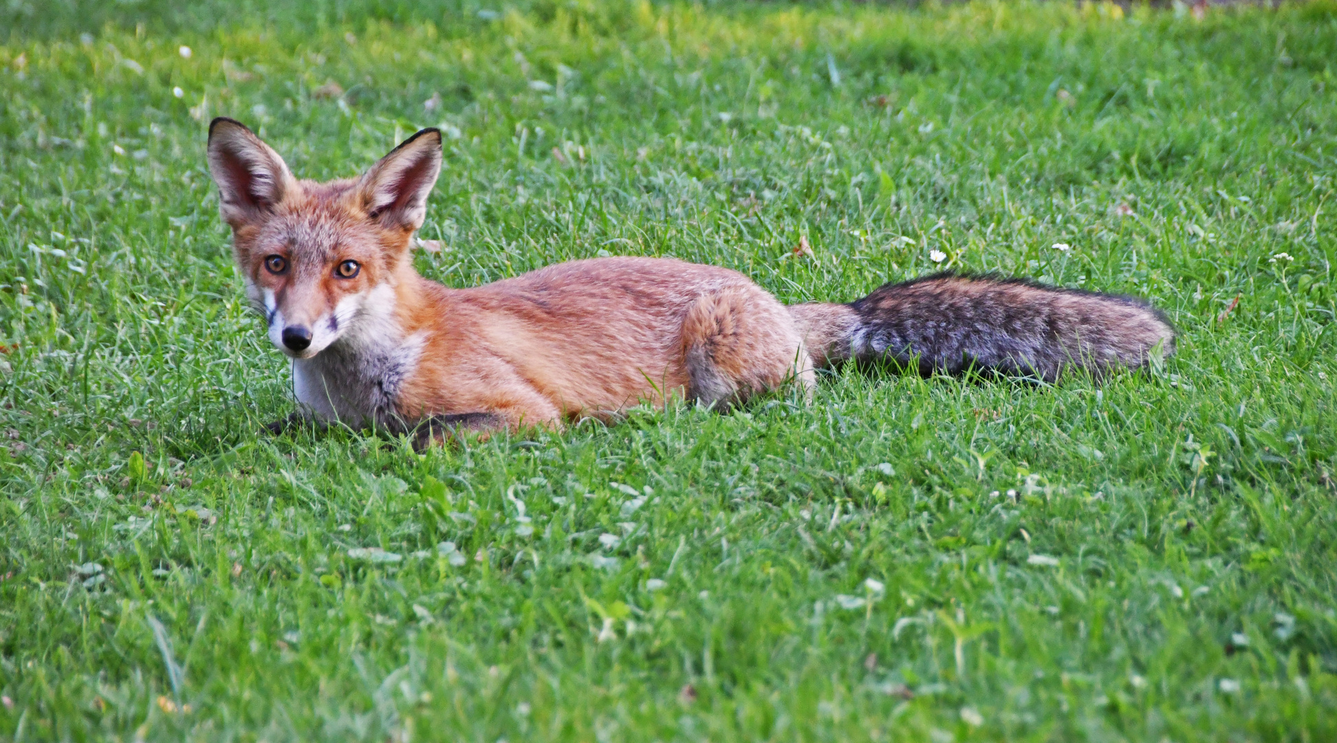 Fuchs beim Sonnenbad