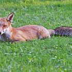 Fuchs beim Sonnenbad