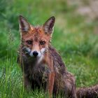 Fuchs beim Sonntagmorgen-Shooting