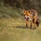 Fuchs beim Streifzug