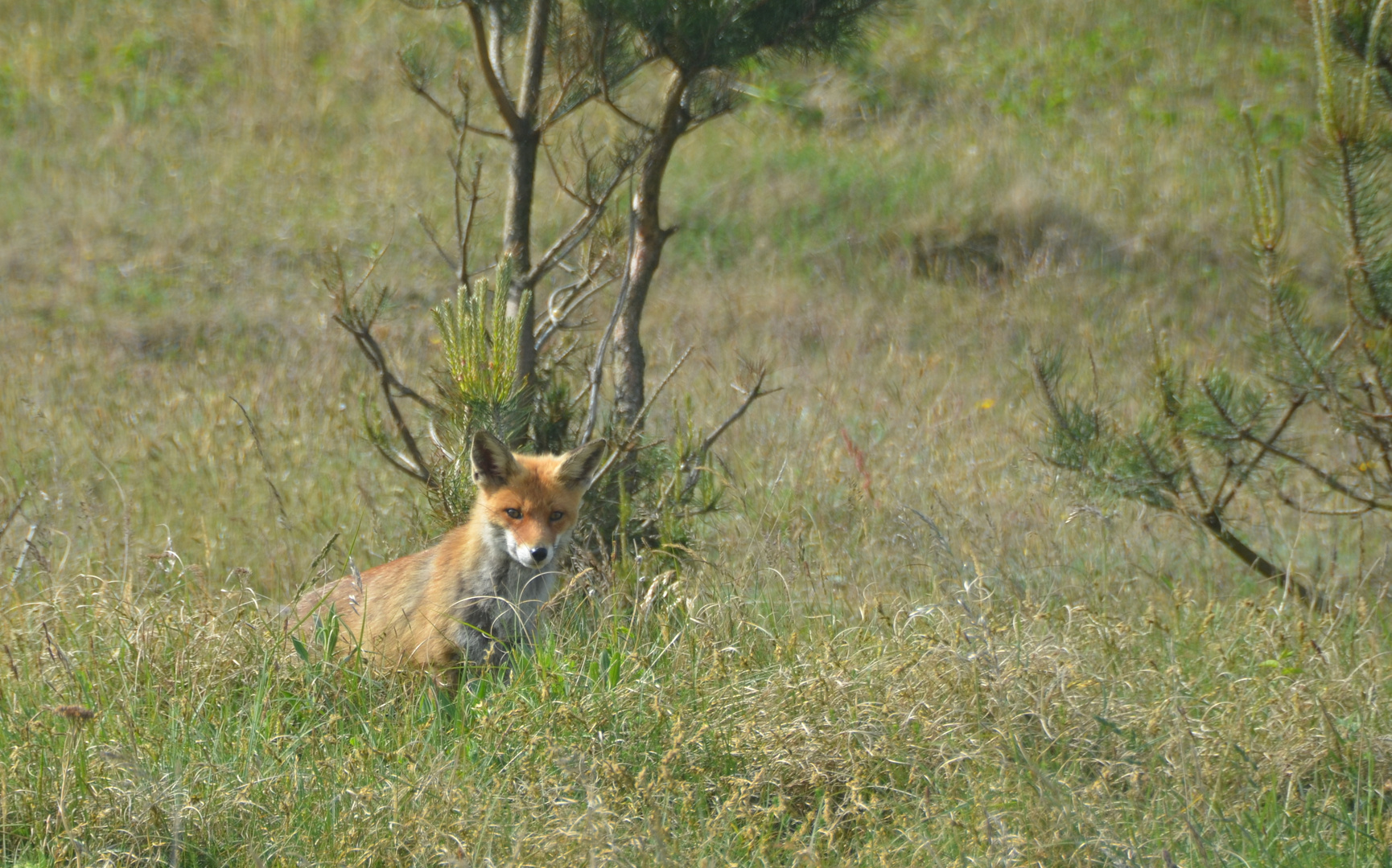 Fuchs beobachtet am Leuchtturm die Urlauber