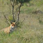 Fuchs beobachtet am Leuchtturm die Urlauber