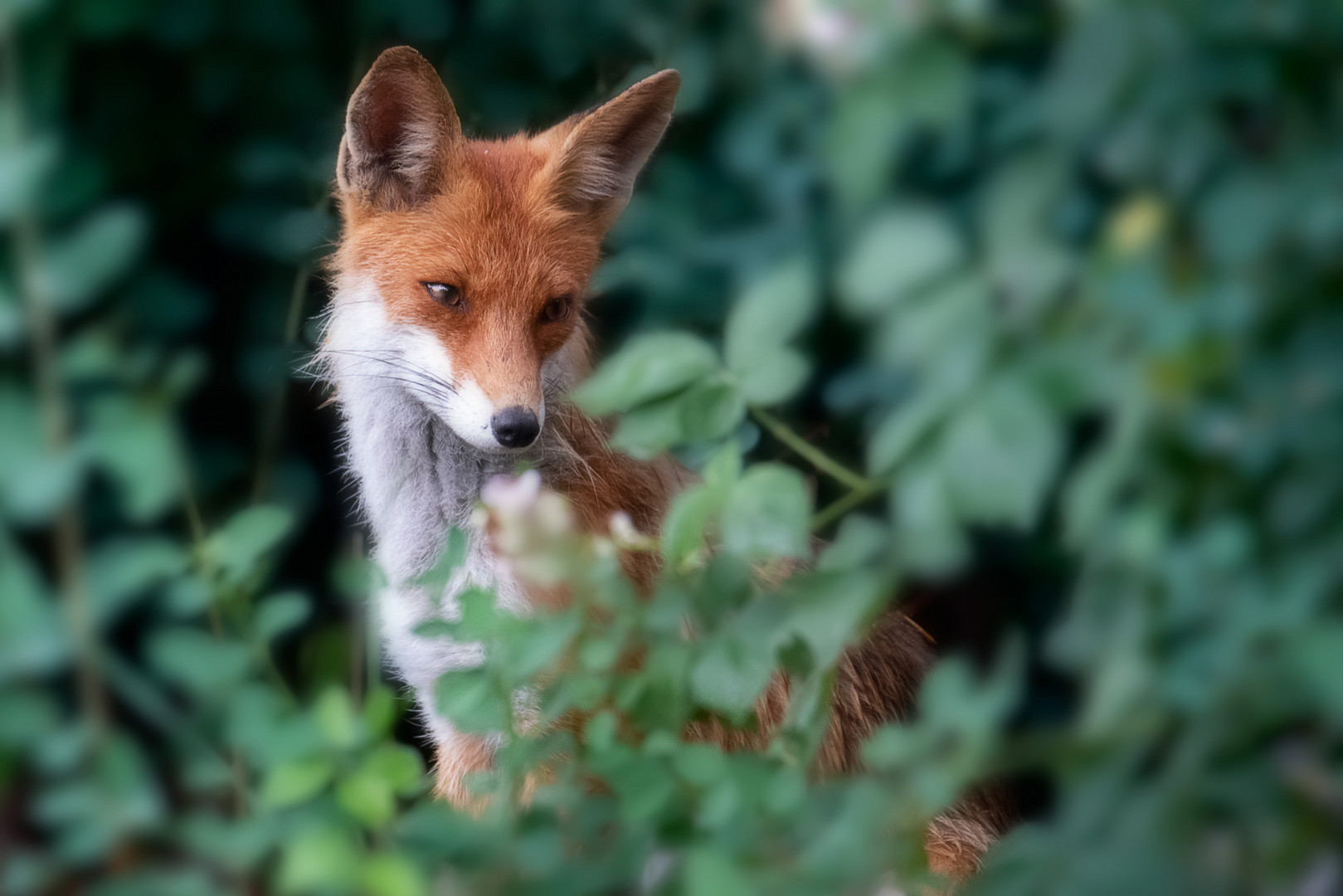 Fuchs beobachtet