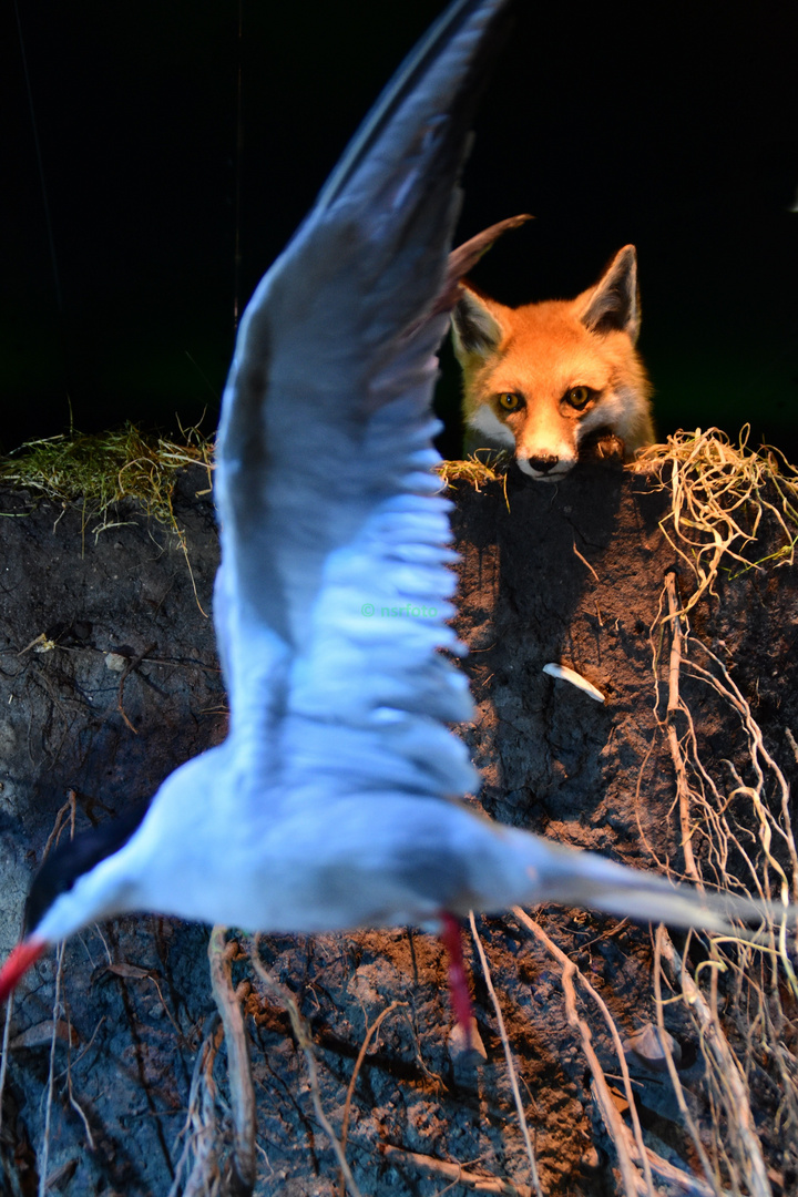 Fuchs beobachtet Seeschwalbe (Ozeanum Stralsund)