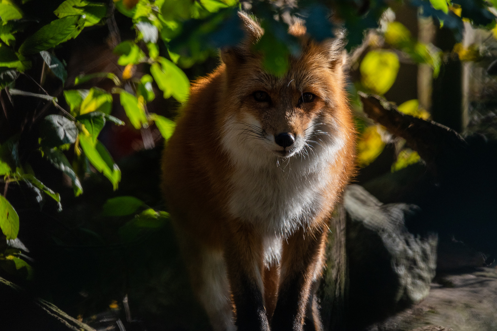 Fuchs beobachtet seine Umgebung