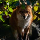 Fuchs beobachtet seine Umgebung