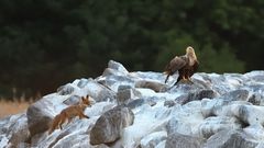 Fuchs besucht Seeadler