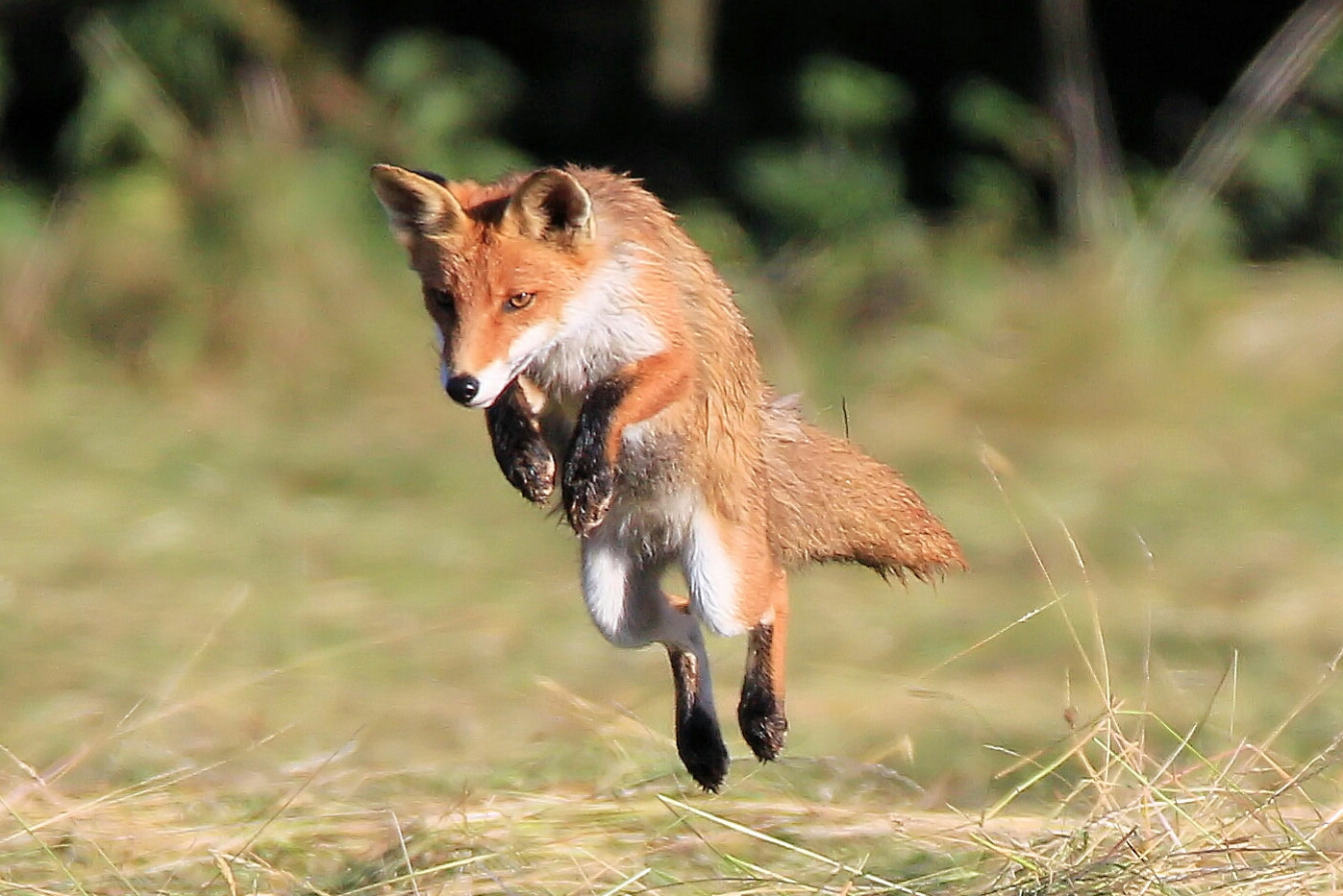 Fuchs Beutesprung,jpg Foto & Bild tiere, wildlife, säugetiere Bilder auf