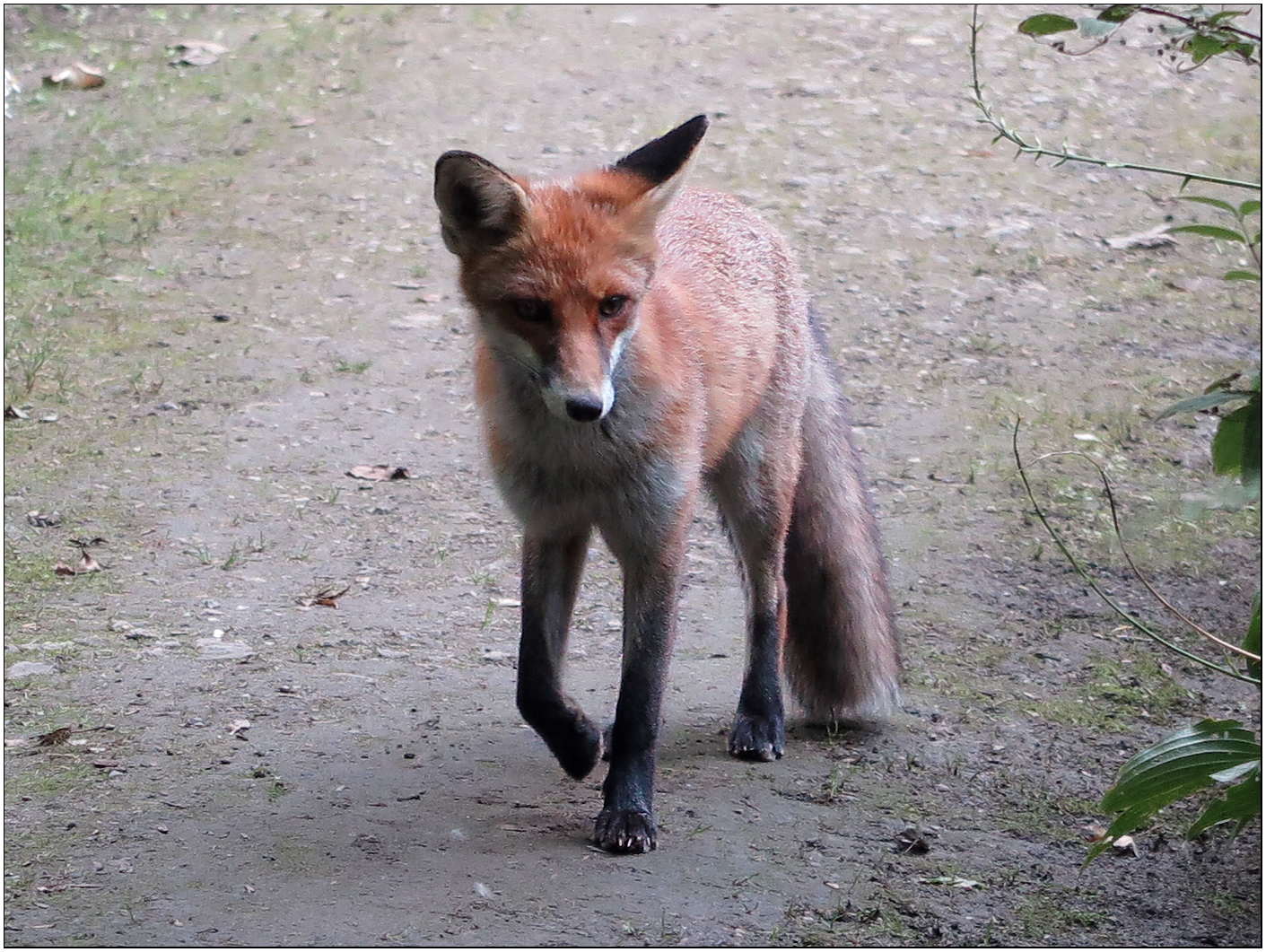 Fuchs - Botanischer Garten - Berlin Foto & Bild  deutschland