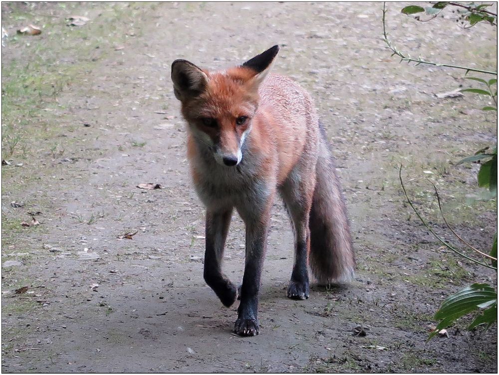 Fuchs Botanischer Garten Berlin Foto & Bild