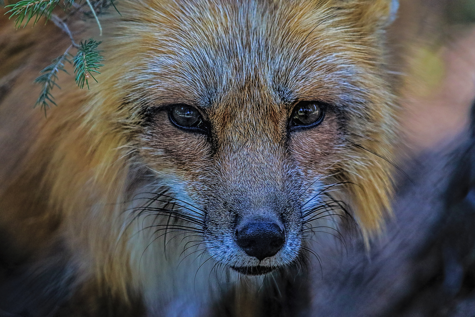 Fuchs 