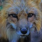 Fuchs 