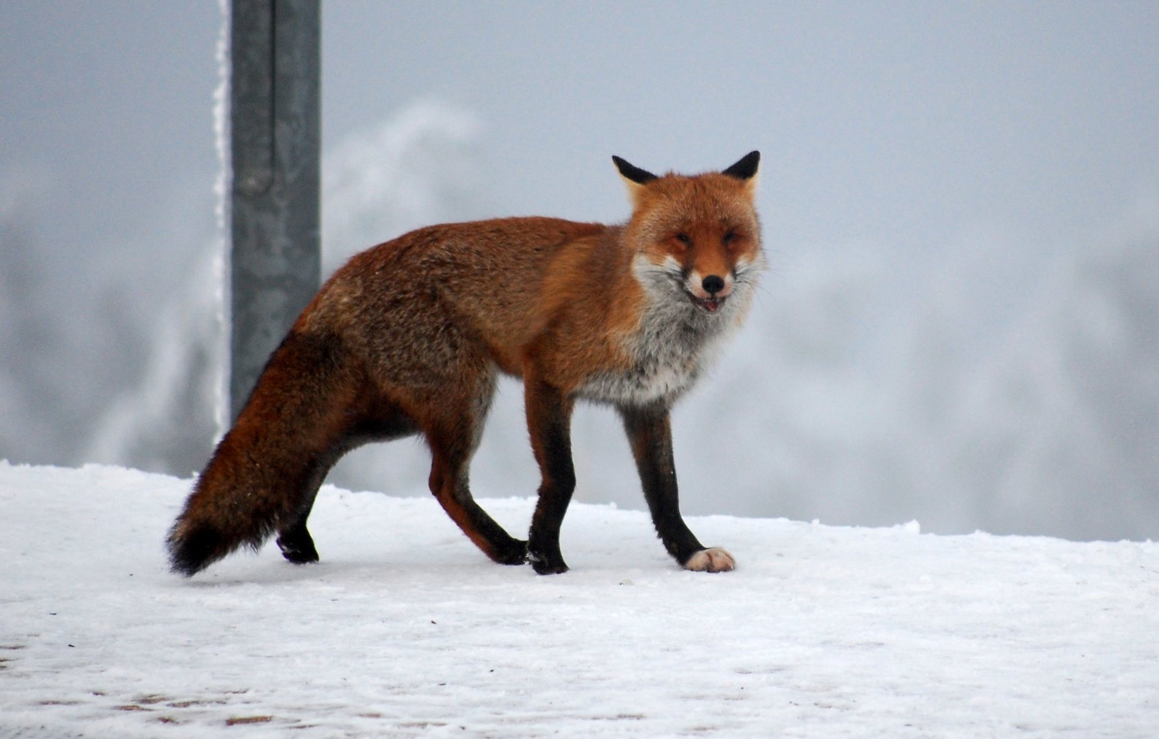 Fuchs der nicht die Gans gestohlen hat