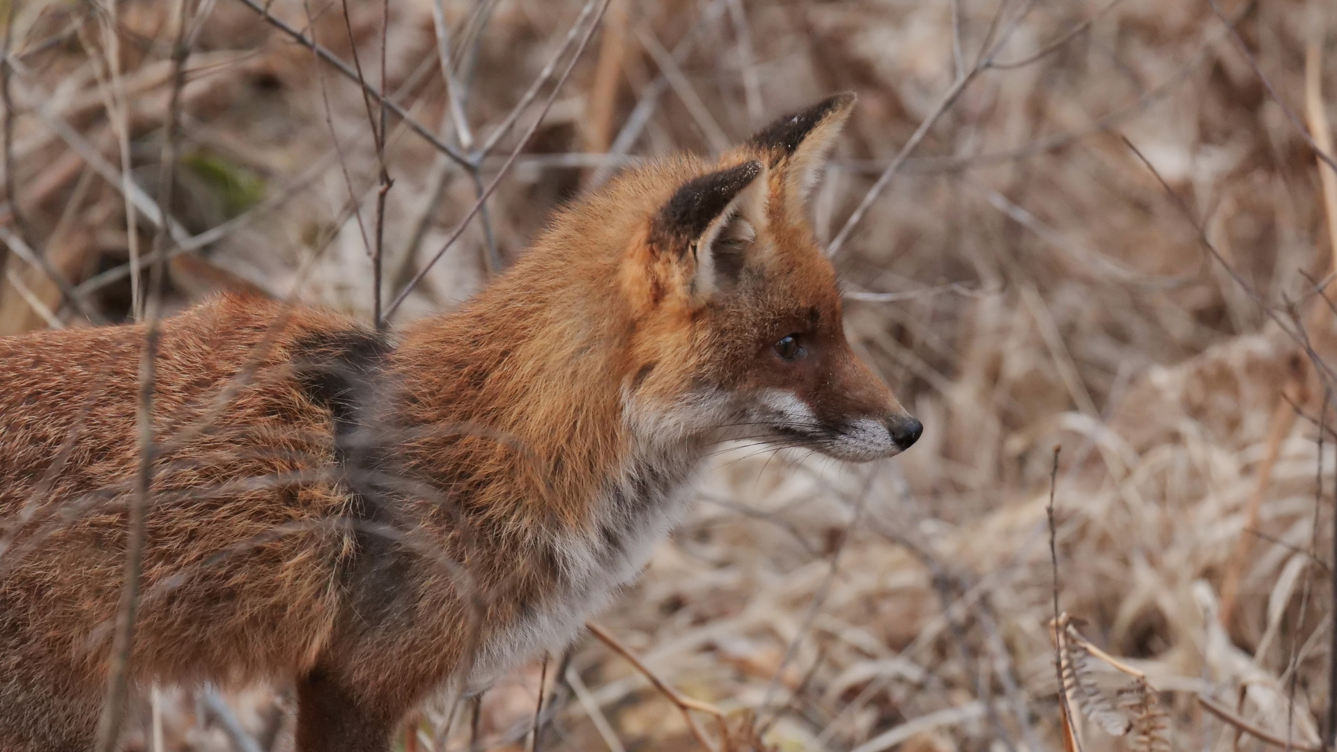 Fuchs - der Räuber mit der feinen Nase