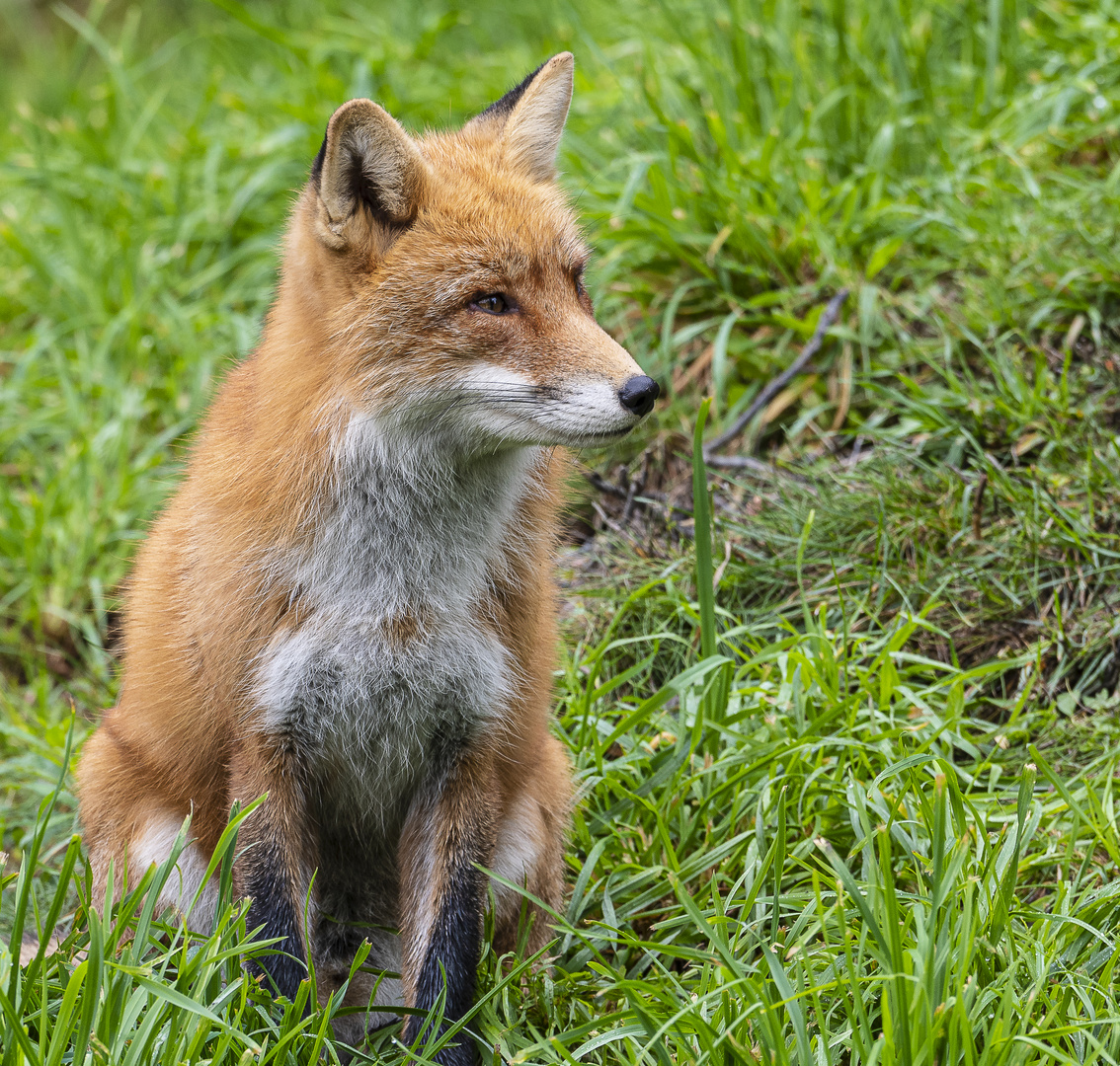 Fuchs - Der wilde Berg - Mautern