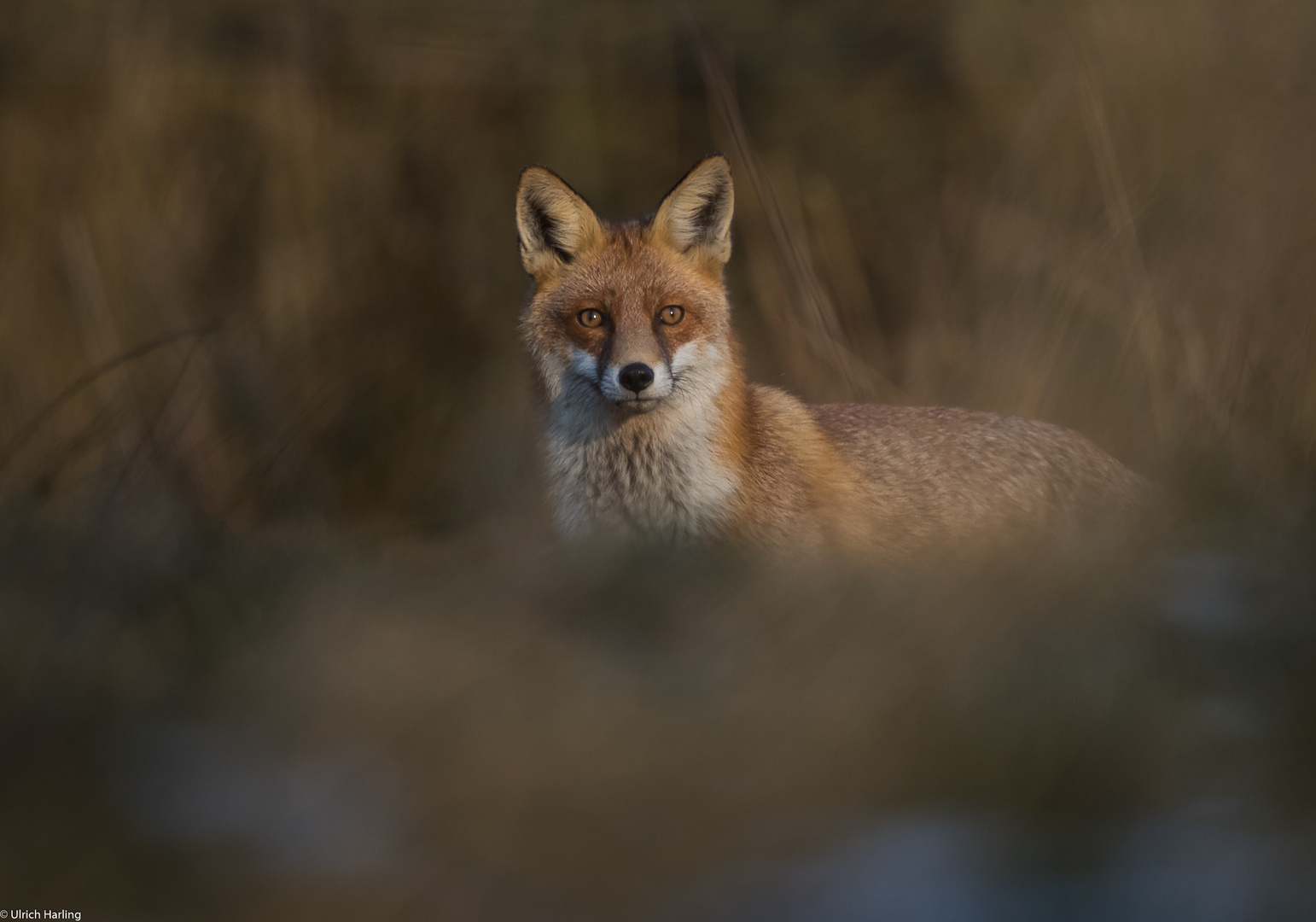 Fuchs Drömling 5-1