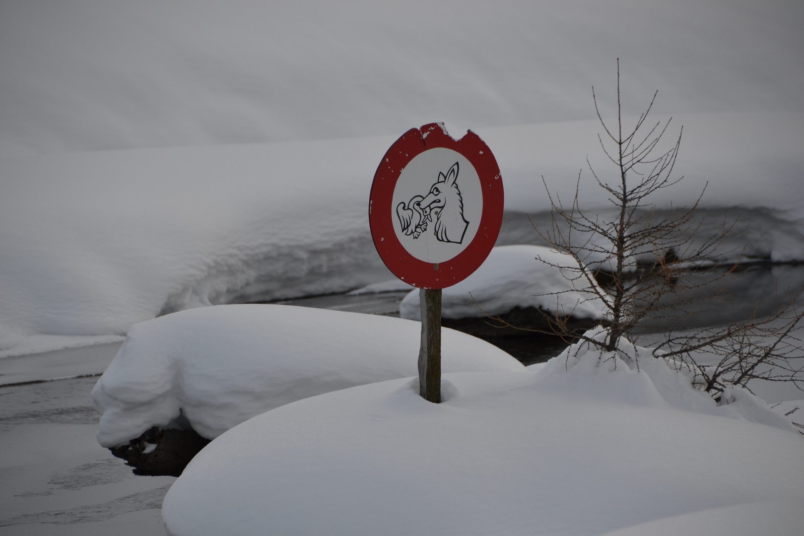 Fuchs du darfst die Gans nicht stehlen!