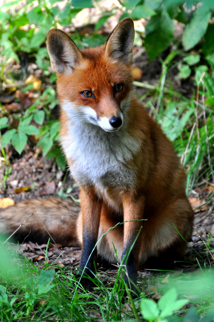 Fuchs Du has die Gans gestohlen !