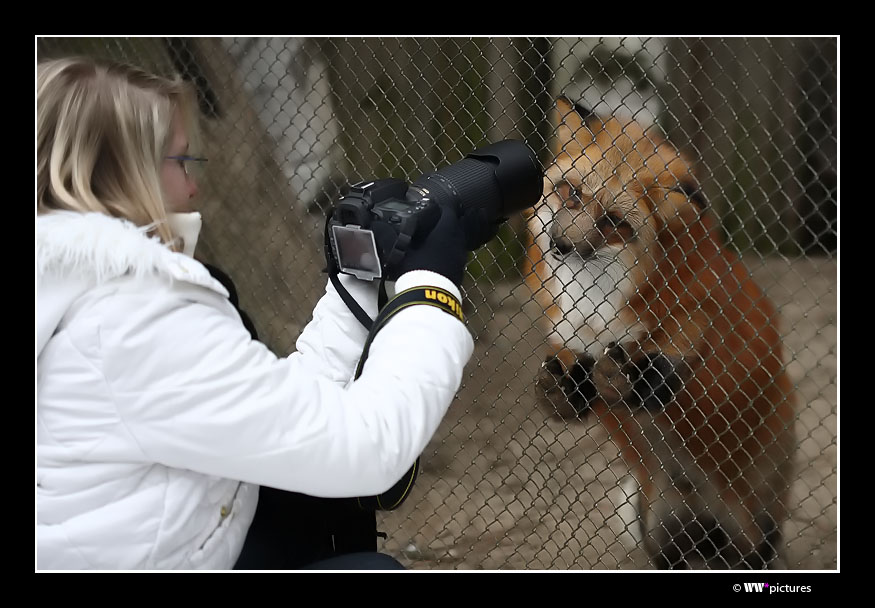 Fuchs, du hast ...