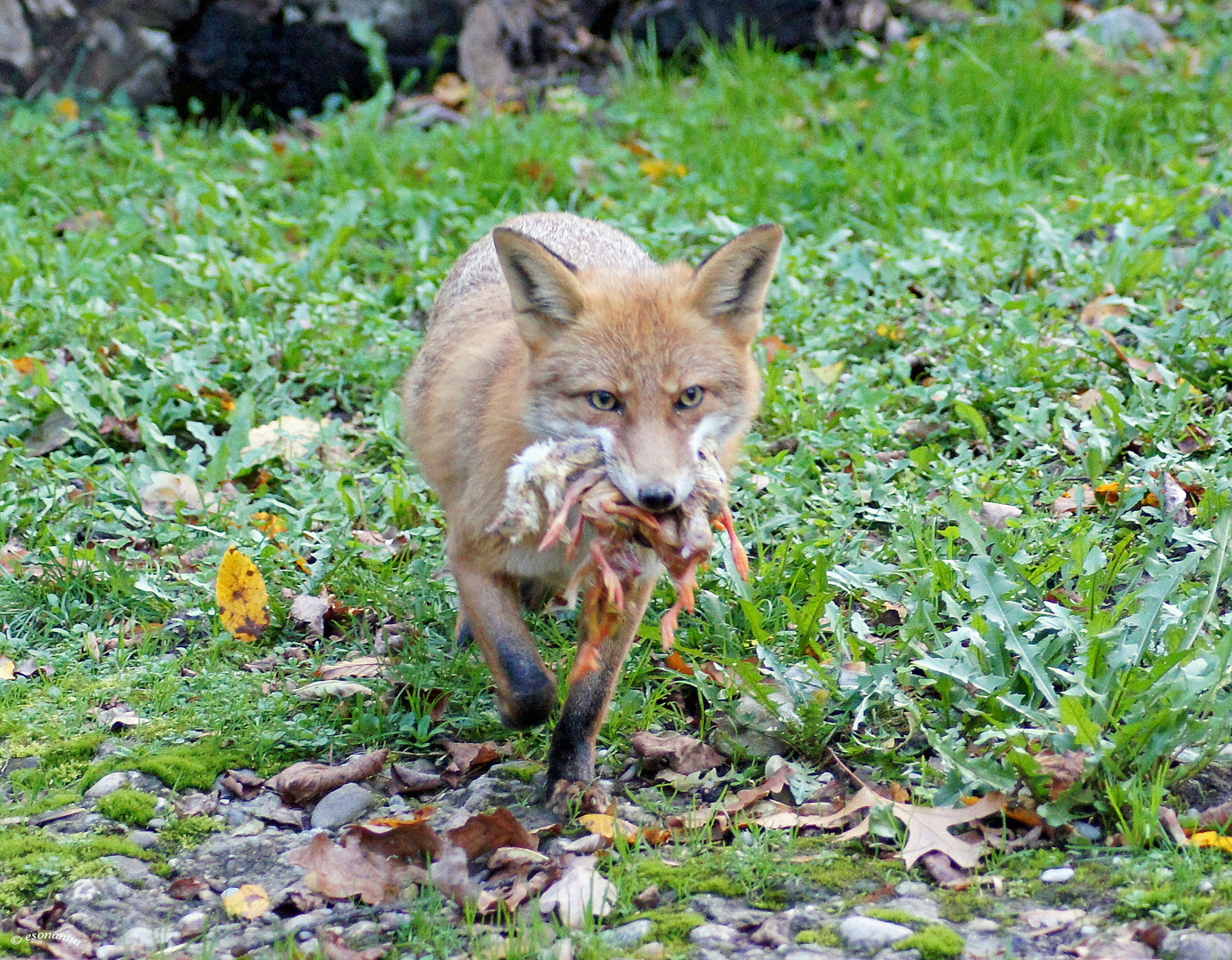 ' Fuchs du hast.... '