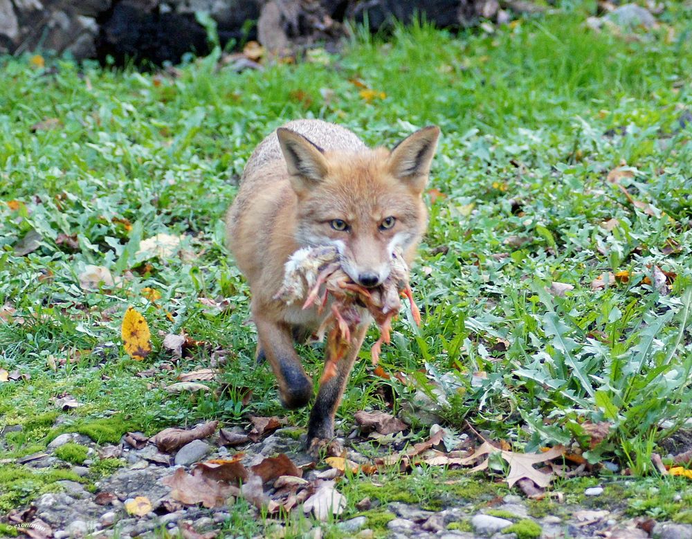 ' Fuchs du hast.... '