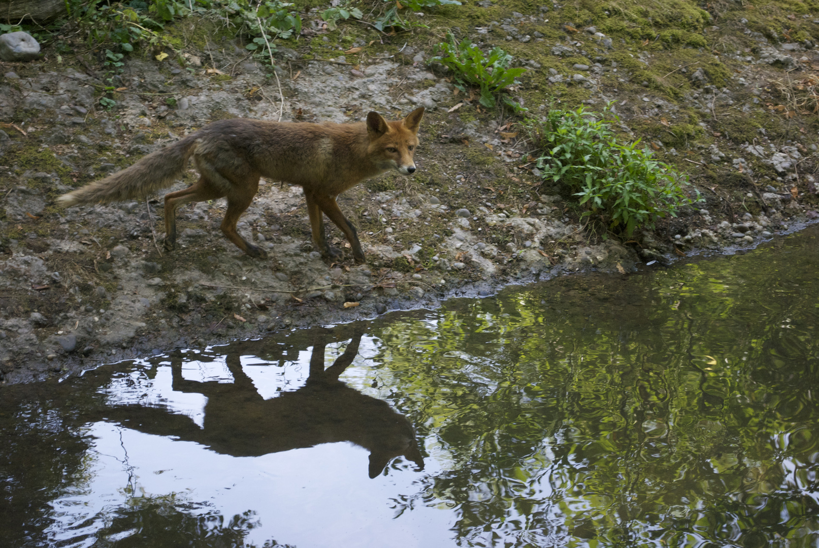 fuchs du hast...