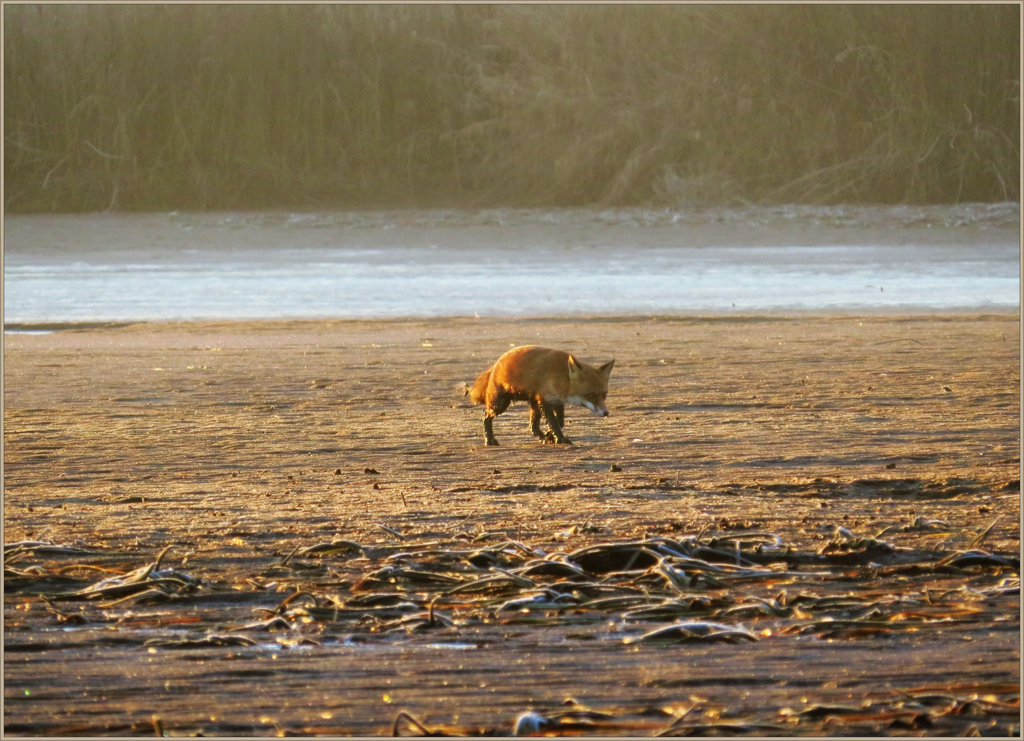 Fuchs Du hast....