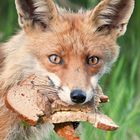 Fuchs, Du hast das Brot gestohlen