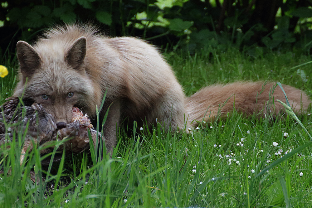 Fuchs du hast das Huhn gestohlen, jetzt darfst du es auch behalten