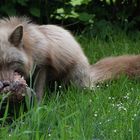 Fuchs du hast das Huhn gestohlen, jetzt darfst du es auch behalten