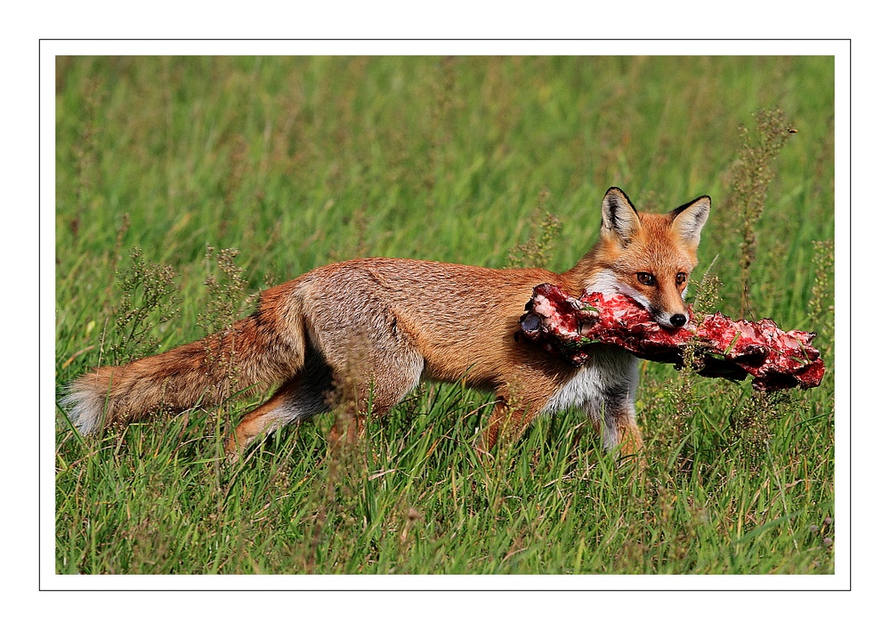 Fuchs, du hast das Luder gestolhen