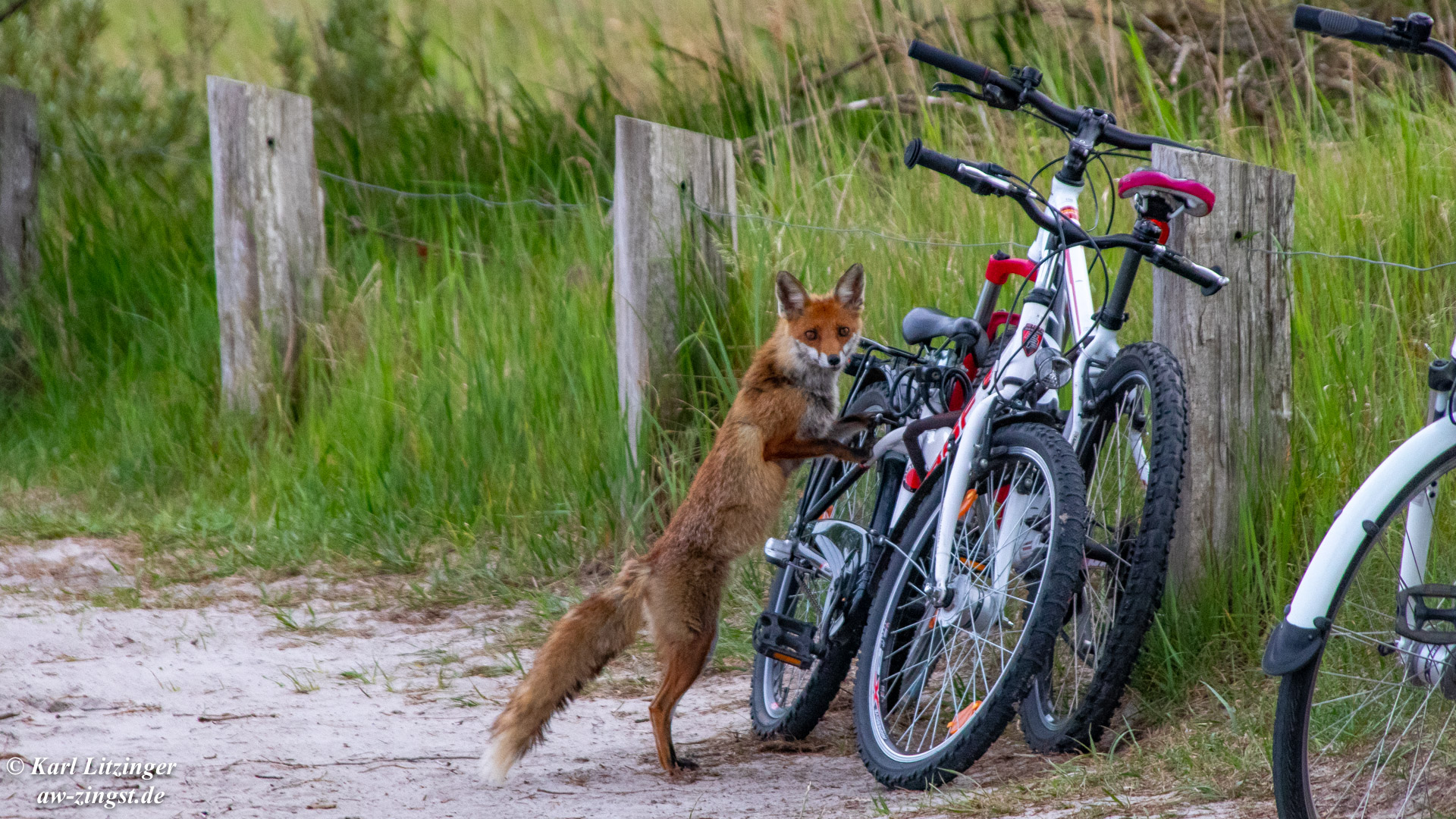 Fuchs du hast das Rad gestohlen